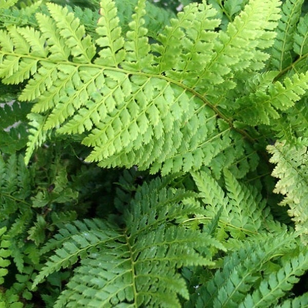 Nahaufnahme von Farnblättern.