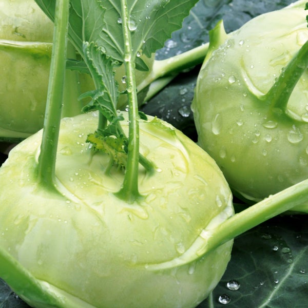 Frischer Kohlrabi mit Blättern und Wassertropfen.
