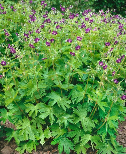 Geranium phaeum, Storchschnabel, violett, ca. 9x9 cm Topf