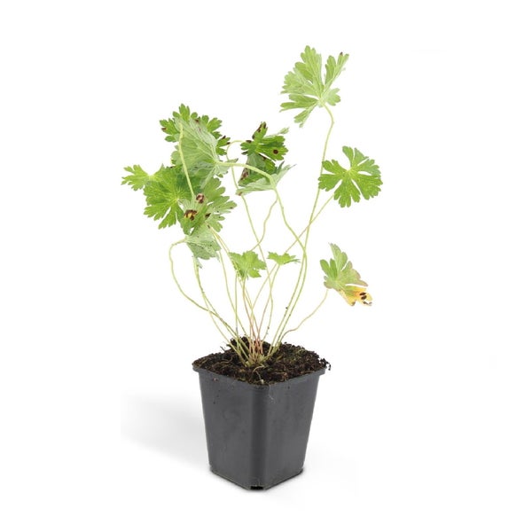 Storchschnabel Geranium im schwarzen Pflanztopf mit grünen gelappten Blättern