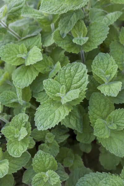 Mentha x rotundifolia, Apfelminze, aromatisch, ca. 9x9 cm Topf
