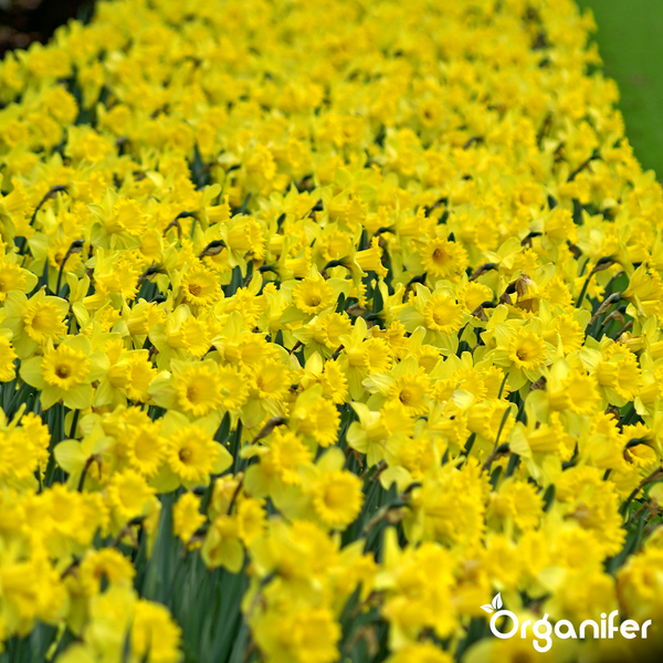 Großflächiges Beet mit blühenden Narzissen im Frühling, Organifer Logo.