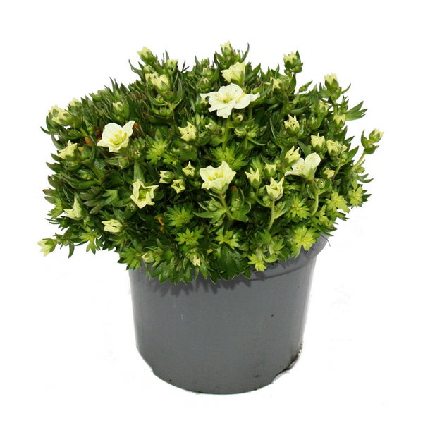 Moos-Steinbrech Pflanze - Saxifraga arendsii - weiss-blühend - 12cm - Set mit 3 Pflanzen