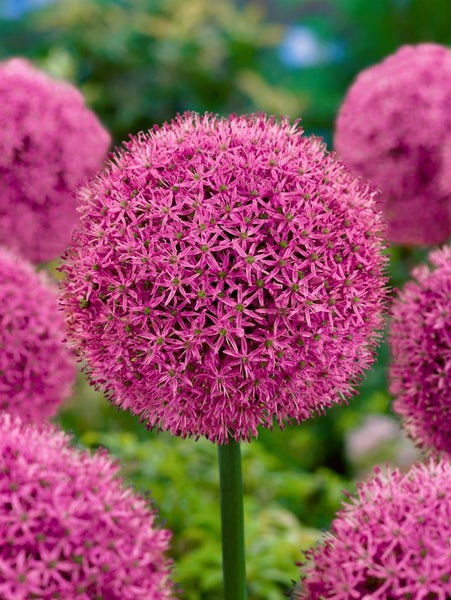 Allium aflatunense 'Gladiator', Zierlauch, violett, ca. 11x11 cm Topf