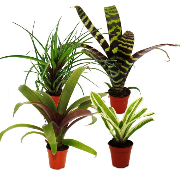 Mini-Bromelien-Set Nature's Touch - 4 Pflanzen mit ausgefallener natürlicher Optik - 5,5cm Topf