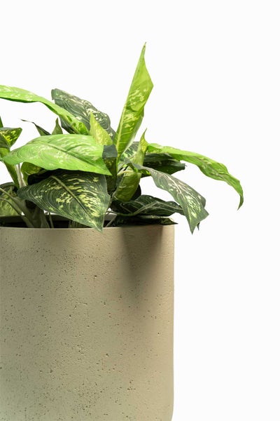 Zimmerpflanze Dieffenbachia in einem strukturierten beigefarbenen Pflanztopf