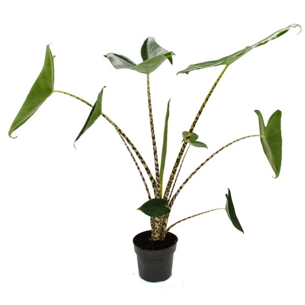 Alocasia zebrina - Tiger-Pfeilblatt - 14cm Topf - 35-45cm hoch