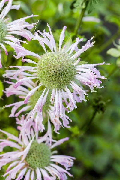 Monarda fistulosa 'Fishes', Indianernessel, lavendelrosa, ca. 9x9 cm Topf