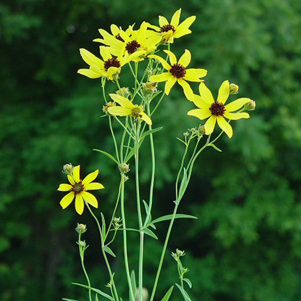 Gelbe Coreopsis-Blütenstand mit braunen Zentren