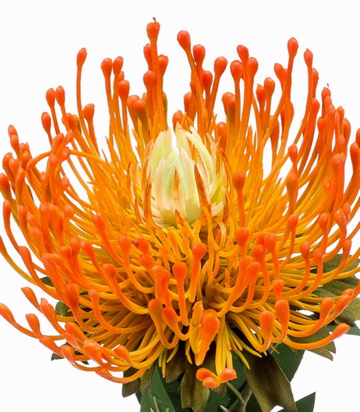 Künstliche Leucospermum Blume mit grünem Stiel, grünen Blättern und orangefarbenem Blütenkopf.