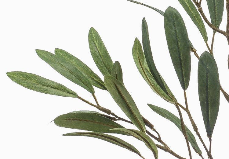 Nahaufnahme von Olivenzweigen mit länglichen grünen Blättern.