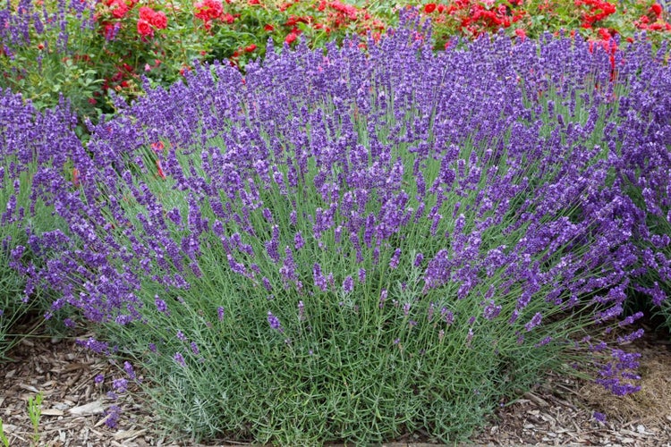 Lavandula x intermedia 'Grosso', Lavendel, duftend, ca. 9x9 cm Topf