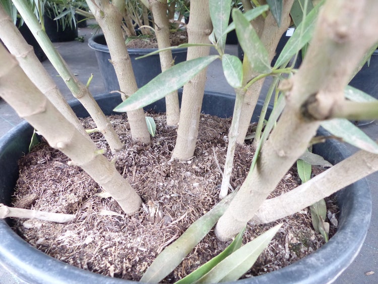Oleander Premiumqualität 100 - 120 cm Busch Nerium Krone Ø50-60cm Rosenlorbeer Premium rot