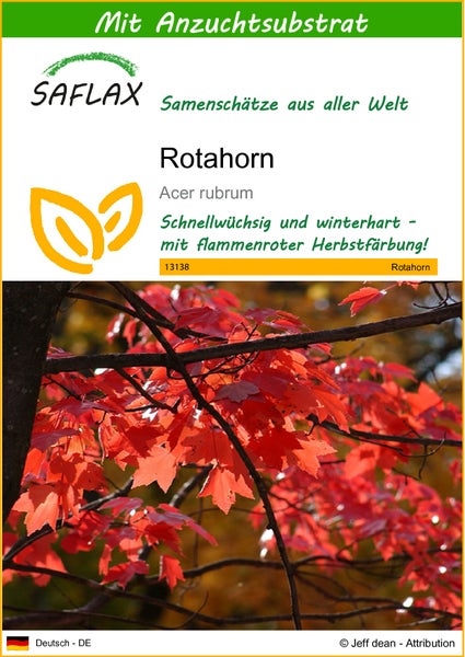 SAFLAX  - Rotahorn - Acer rubrum - 20 Samen - Mit keimfreiem Anzuchtsubstrat