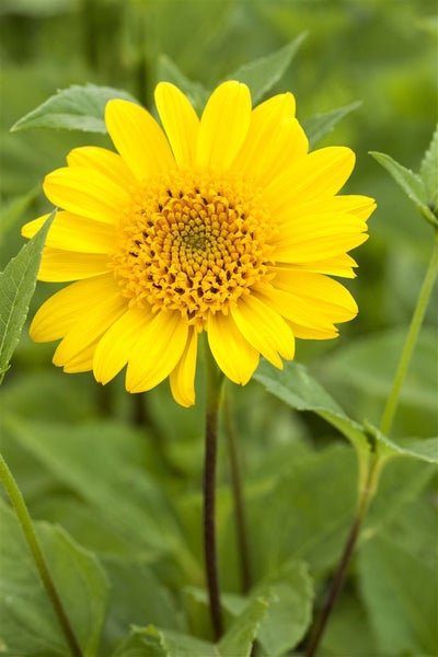 Helianthus decapetalus 'Meteor', Stauden-Sonnenblume, gelb, ca. 11x11 cm Topf