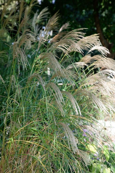 Chinaschilf im Garten