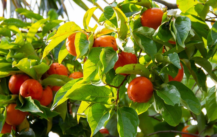 Kaki Baum 160-180 cm Sorte Rojo Brilliante Kakipflaume Pflanze