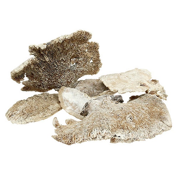 Natürliches Aquariengestein mit poröser Struktur zur Dekoration von Aquarien oder Terrarien.