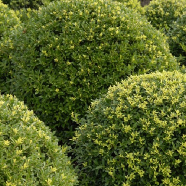 Mehrere kugelförmige, immergrüne Buchsbäume im Garten.