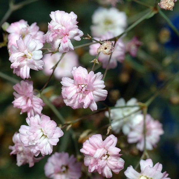 Rispenblüten mit zarten Blütenblättern