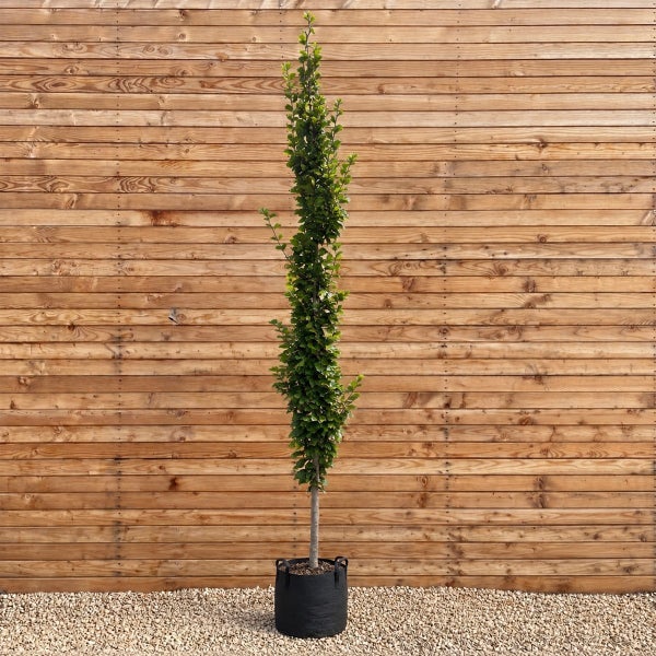 Säulenbuche Fagus sylvatica Dawyck im Pflanzkübel vor einer Holzwand
