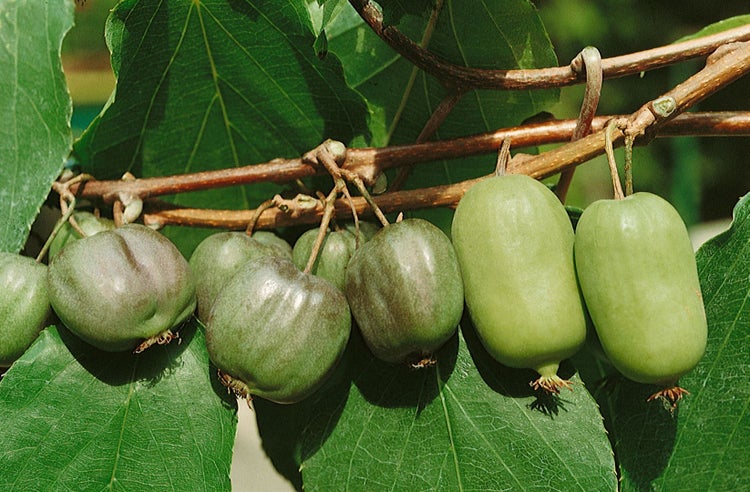 Actinidia arguta 'Issai', Kiwi, selbstfruchtend, 60–100 cm