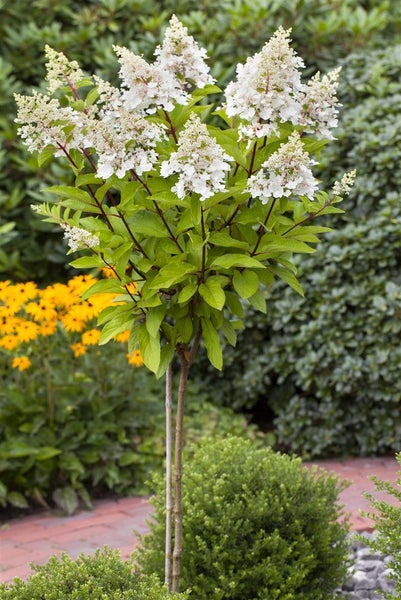Rispenhortensie mit rosa Blütenständen und grünen Blättern