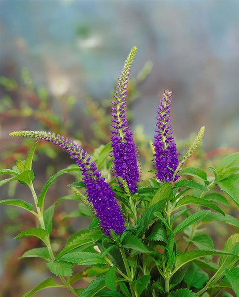 Veronica longifolia 'Blauriesin', Ehrenpreis, blau, ca. 9x9 cm Topf