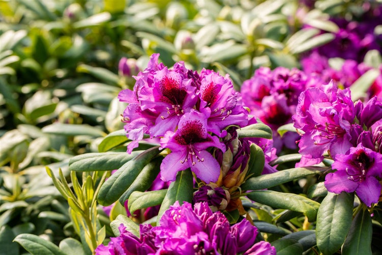 Rhododendron Hybr. 'Blaue Jungs', blau, 40–50 cm
