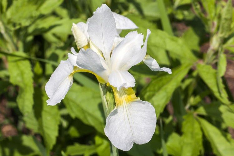 Iris sibirica 'Snow Queen', Sibirische Schwertlilie, weiß, ca. 11x11 cm Topf