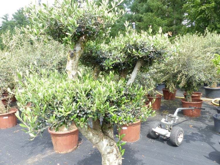 Olivenbaum Pon Pon 180 cm | 7 Pon Pon Bonsai Formgehölz, winterhart