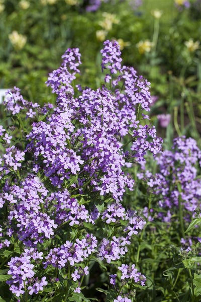 Hesperis matronalis, Nachtviole, violett, ca. 9x9 cm Topf