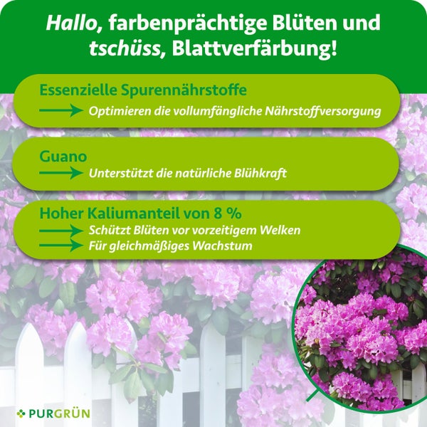 Infografik für Purgrün Rhododendrondünger mit Details zu Spurennährstoffen, Guano und 8 Prozent Kalium für gesundes Wachstum und Blütenpracht.