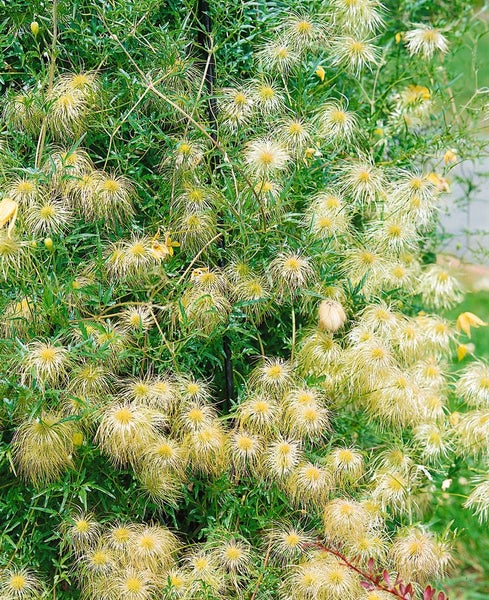 Blühende Waldrebe an einem Spalier