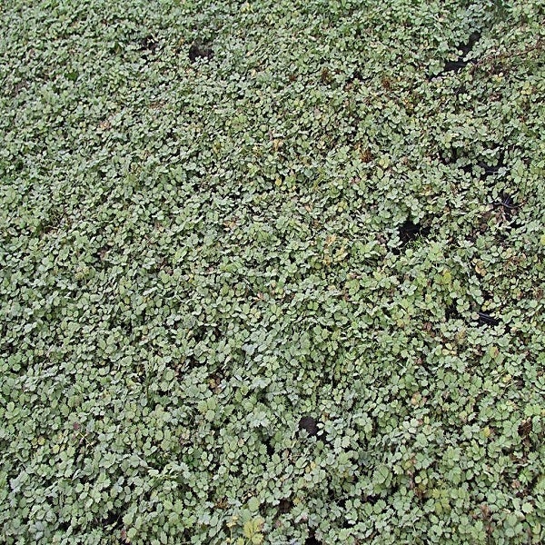 Dichtes Feld von Bodendeckerpflanzen.