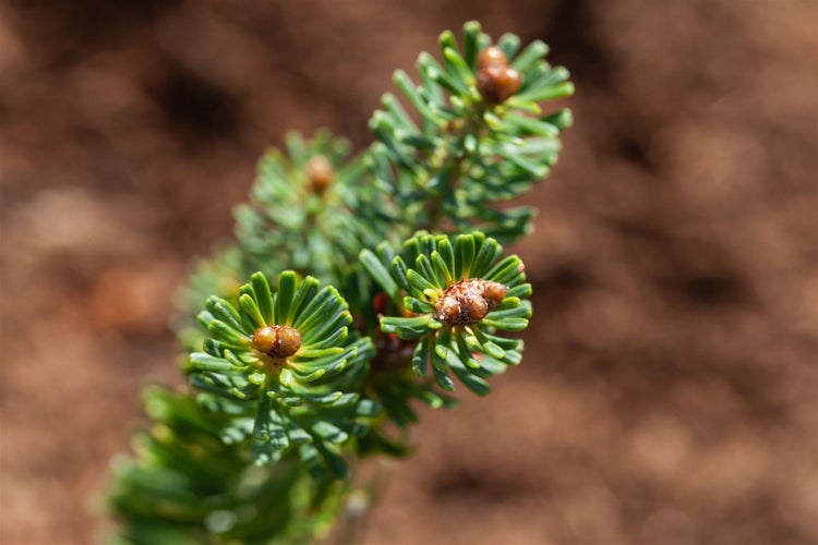 Abies koreana 'Brillant', Koreatanne, kompakt, 30–35 cm