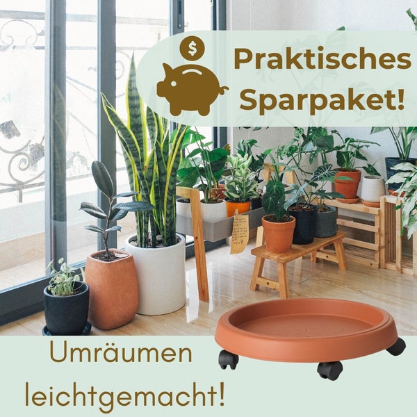 Zimmerpflanzen in Pflanzgefäßen auf einem Pflanzenroller im Innenbereich