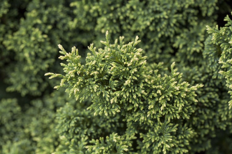 Chamaecyparis pisifera 'Plumosa Compressa', Zwerg-Scheinzypresse, 15–20 cm