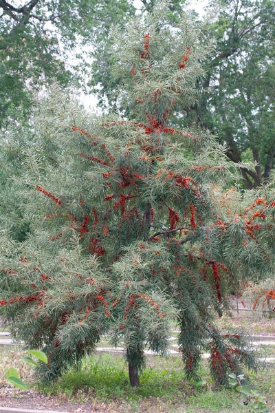 Hippophae rhamnoides, Sanddorn, 40–60 cm