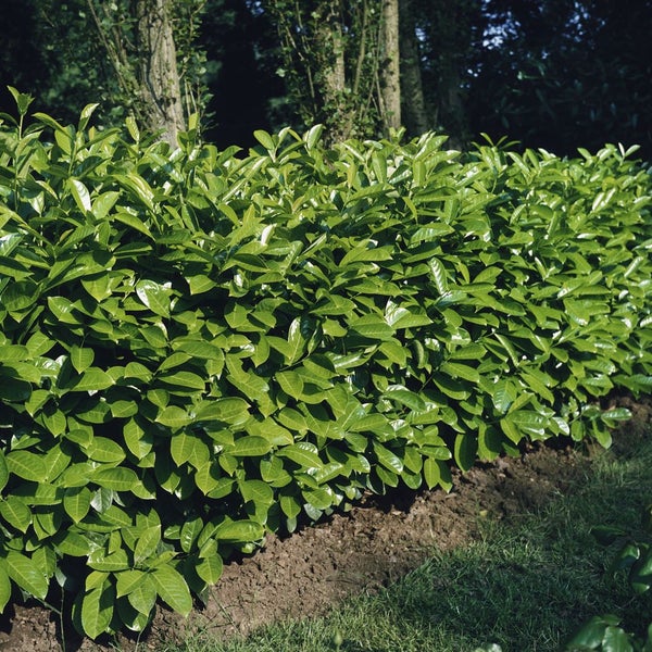 Prunus laurocerasus 'Rotundifolia', Kirschlorbeer, 175–200 cm