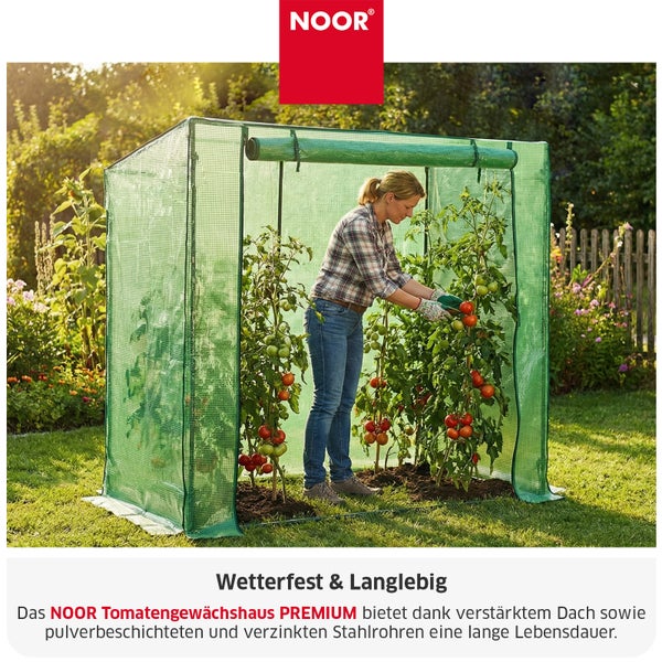 Eine Frau erntet Tomaten in einem aufgestellten Noor Tomatengewächshaus Premium mit verstärktem Dach und pulverbeschichtetem Stahlrohrrahmen.
