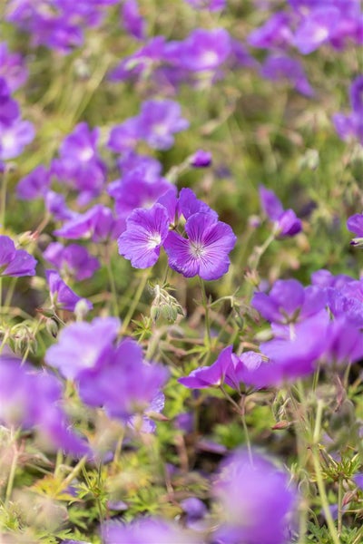 Geranium pratense 'Orion', Storchschnabel, blauviolett, ca. 9x9 cm Topf