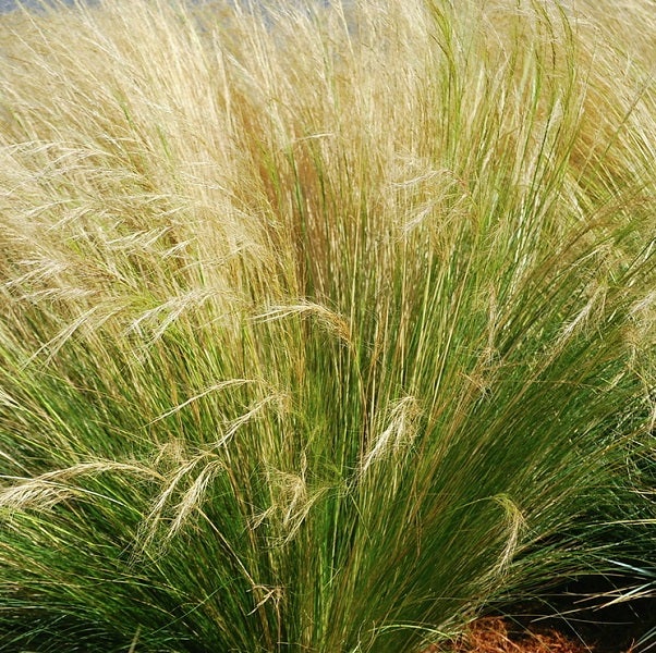 Detailaufnahme von Ziergras im Garten