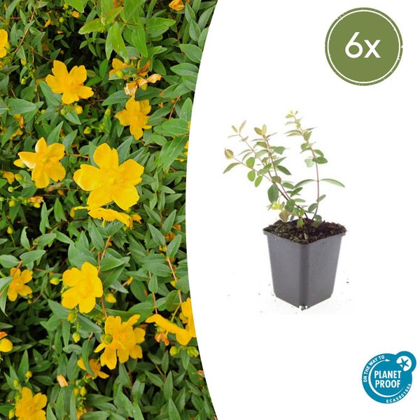 Sechser-Set Johanniskraut Hypericum Hidcote im Topf mit gelben Blüten, PlanetProof zertifiziert für nachhaltigen Anbau.