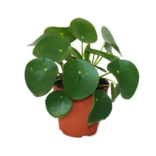 Pilea peperomioides - Glückstaler - Chinesischer Geldbaum - Bauchnabelpflanze im 11cm Topf