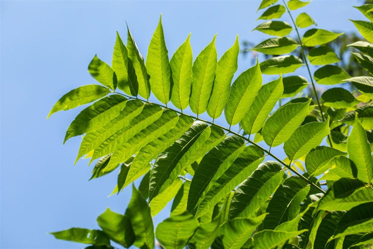 Toona sinensis, Chinesischer Gemüsebaum, 100–125 cm, aromatisch