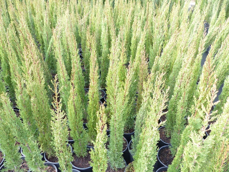 8x Mittelmeerzypresse 90 - 120 cm Säulen Toskana Zypressen Zypresse Cupressus Semper