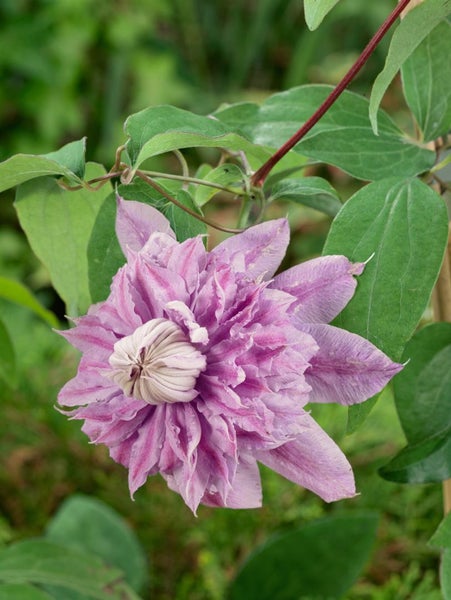 Nahaufnahme einer Clematisblüte mit grünen Blättern