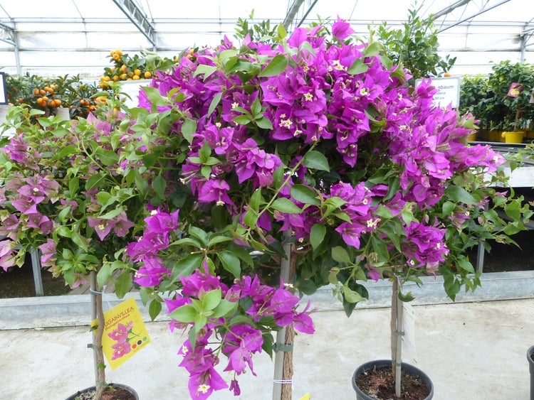 Bougainvillea Pflanze mit lilafarbenen Hochblättern und grünen Blättern, als Hochstämmchen im Topf.