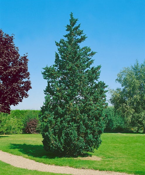 Chamaecyparis lawsoniana 'Wisselii', Scheinzypresse, 30–40 cm